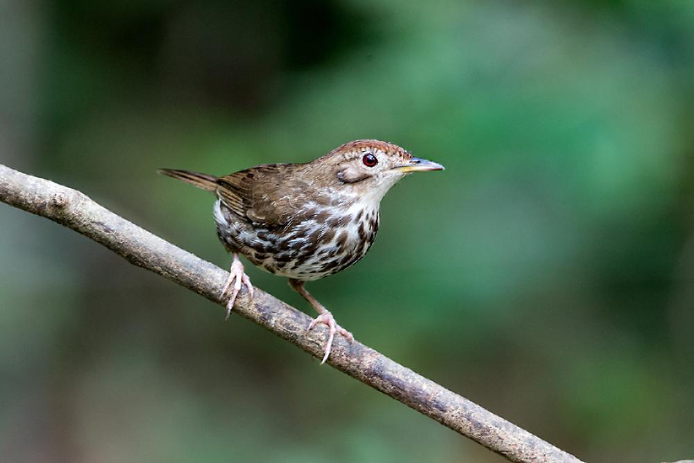 Salim Ali Bird Sanctuary (11).jpg